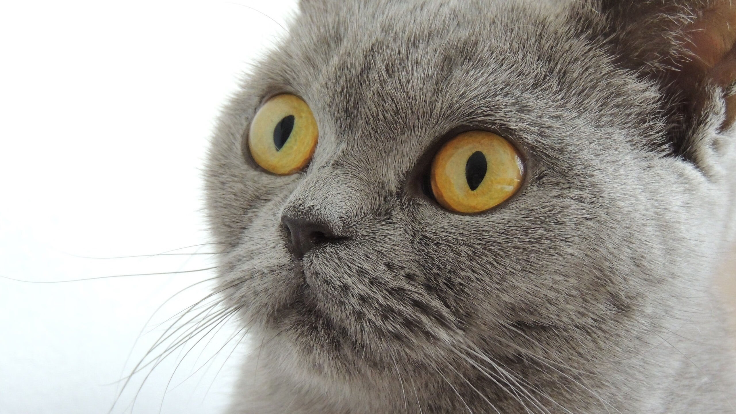 西班牙反曲弓女队在上海世界杯四分之一决赛中负于中国队,世锦赛反曲弓比赛一般多少米