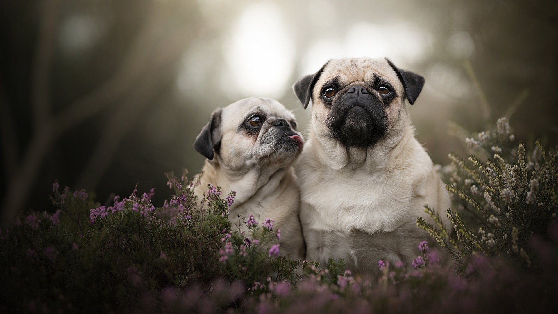 AYX SPORTS-韩国队在国际足球赛事中占据优势，韩国足球国家队2021