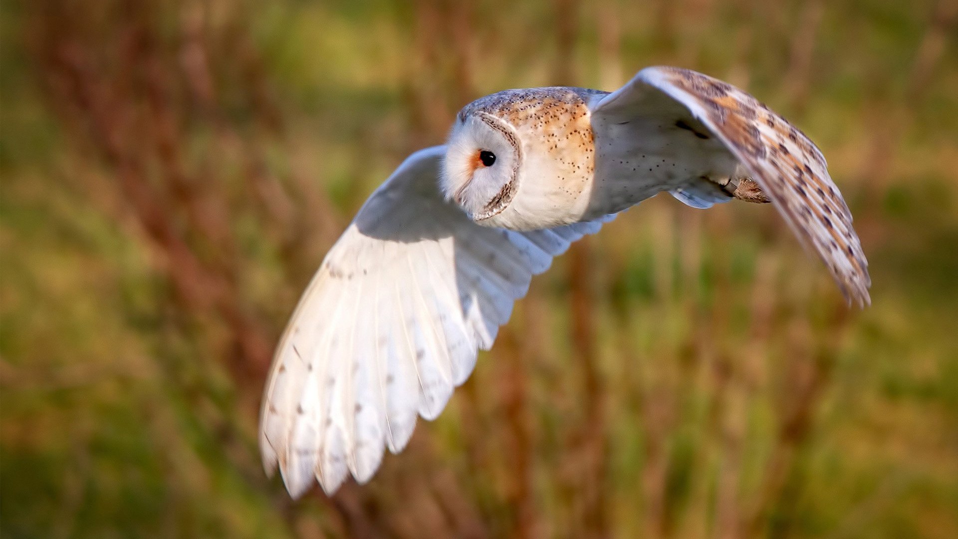 世界青少年自行车环法赛中国队实力强劲，环法自行车赛有没有中国人