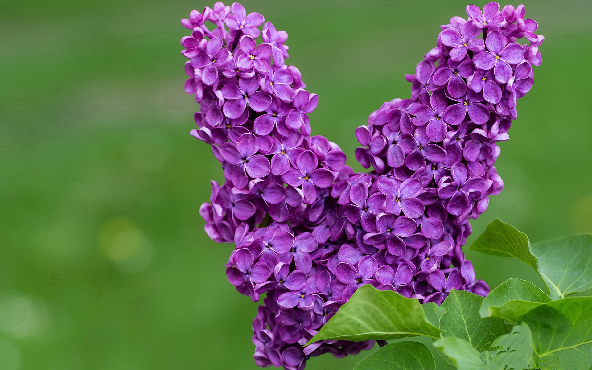 PSG、皇马、拜仁：哪些豪门最可能夺冠？，在拜仁和皇马都效力过的球员