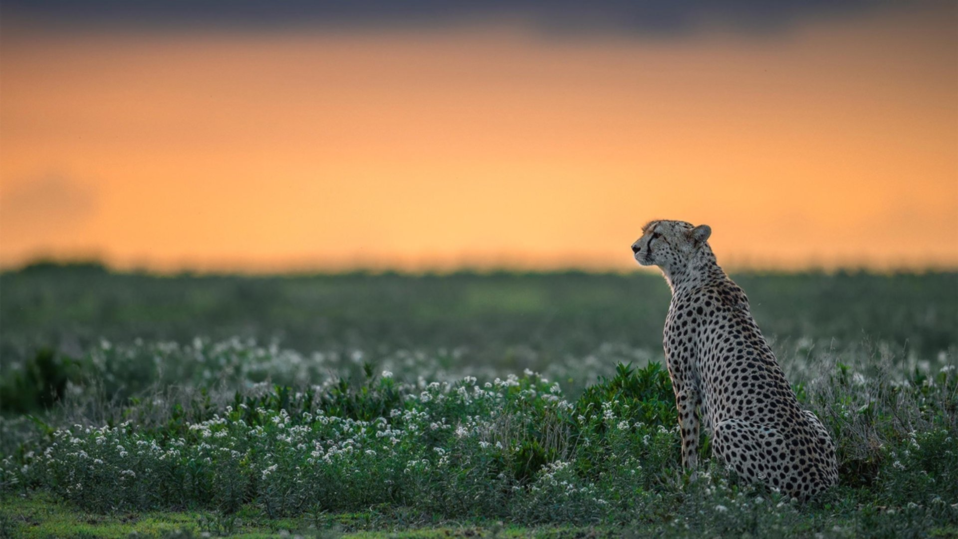 意甲球队通过数据分析提升中场组织效率,意甲中场球员排名