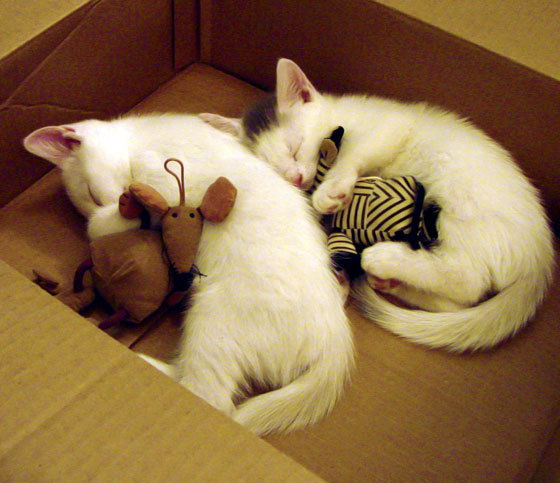 -意甲球队心率变异性监控优化训练计划，心率变异性 知乎