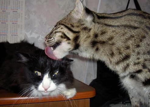 篮球专项技能教学中的技术动作细化分析,篮球动作技能理论知识