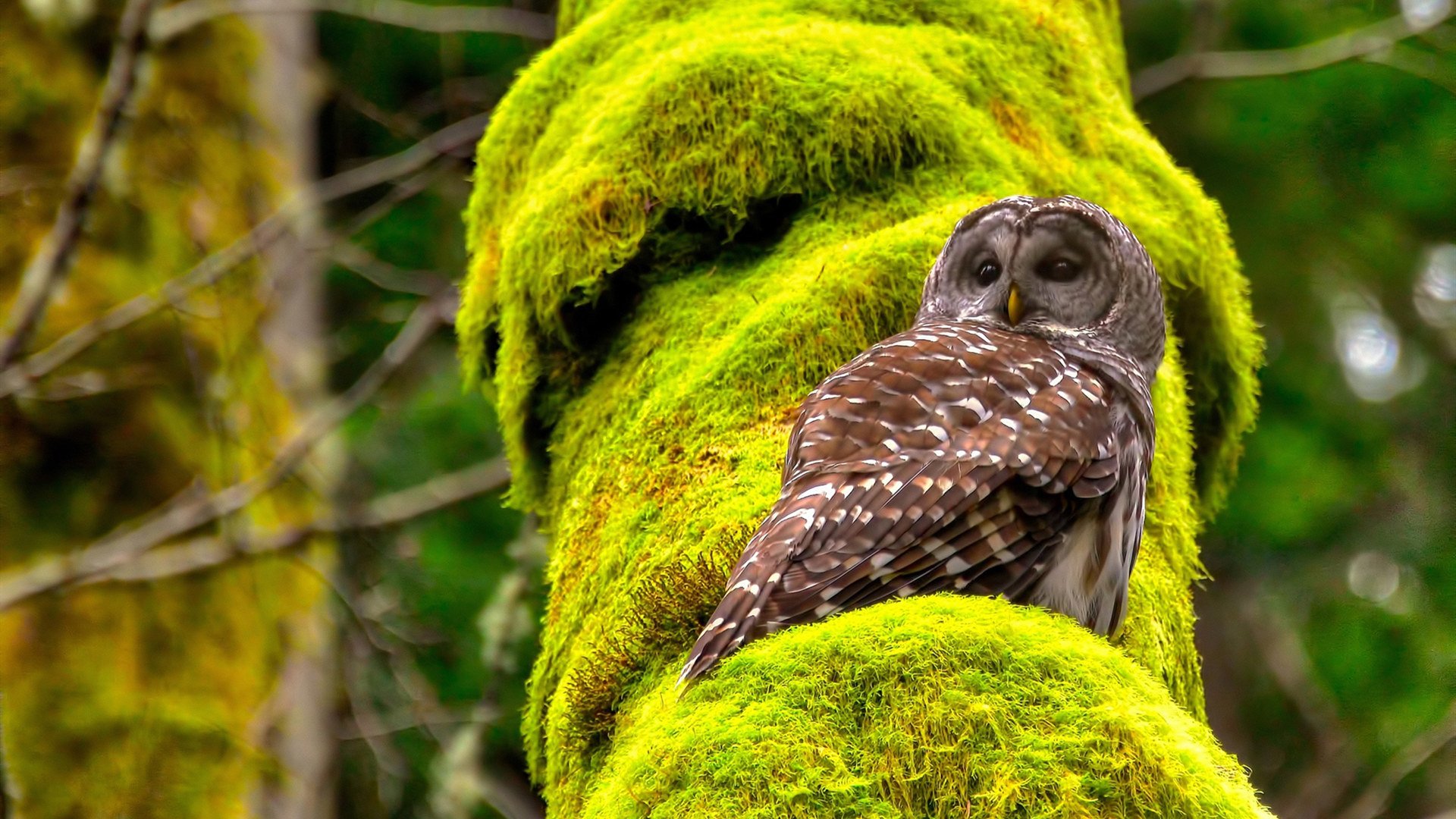 篮球运动损伤的预防与康复技术,篮球常见损伤和预防治疗方法