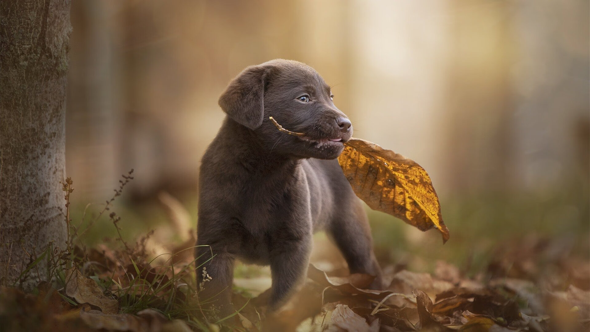 WTT挑战赛成都站国乒再获佳绩，乒乓成都公开赛