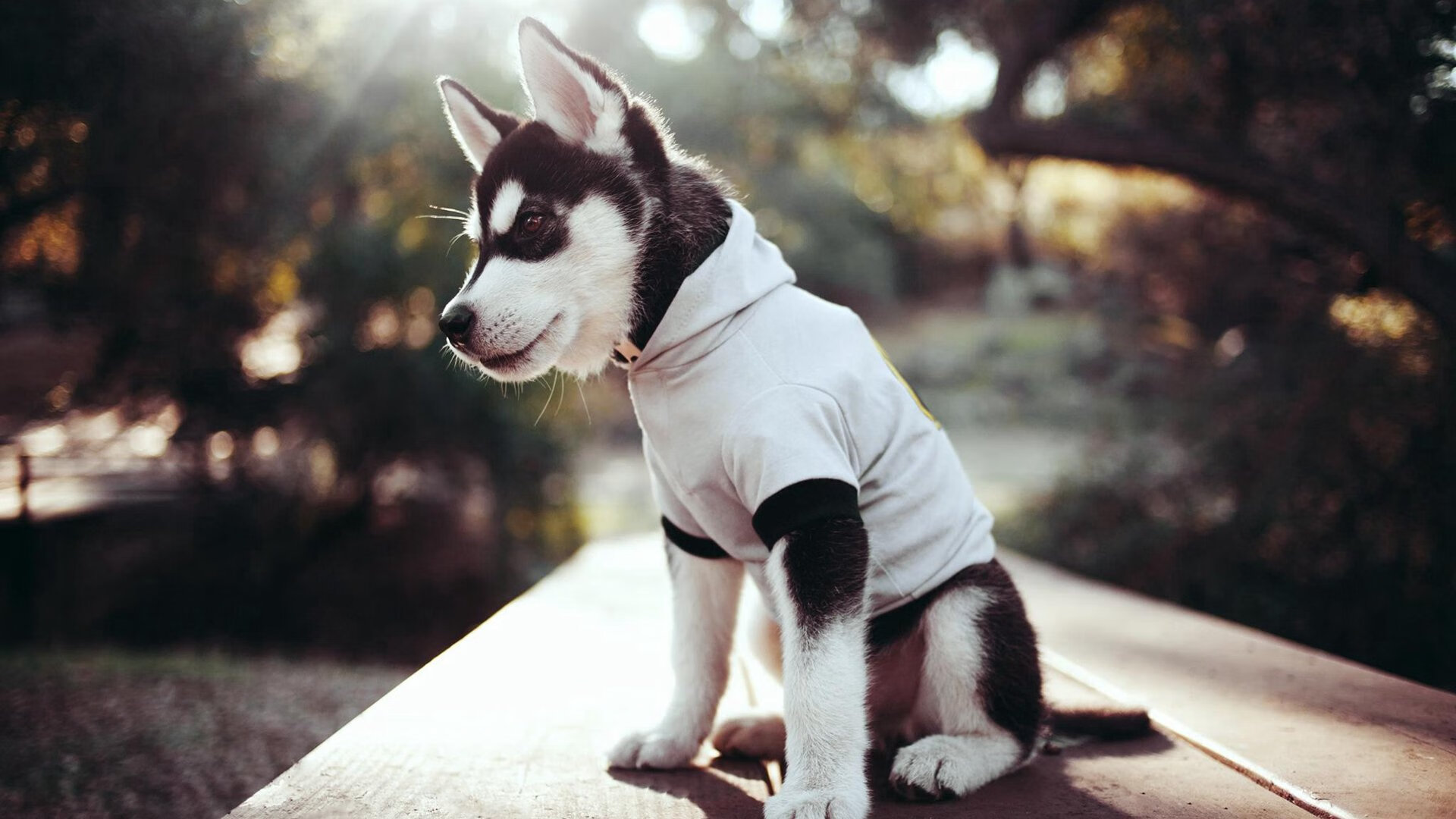 爱游戏下载-外援政策调整影响联赛竞争平衡，外援项目