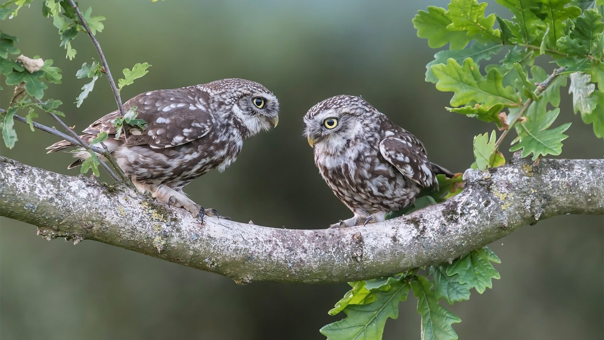 滑板新星再获国际大奖 文化与运动结合受肯定,滑板 艺人