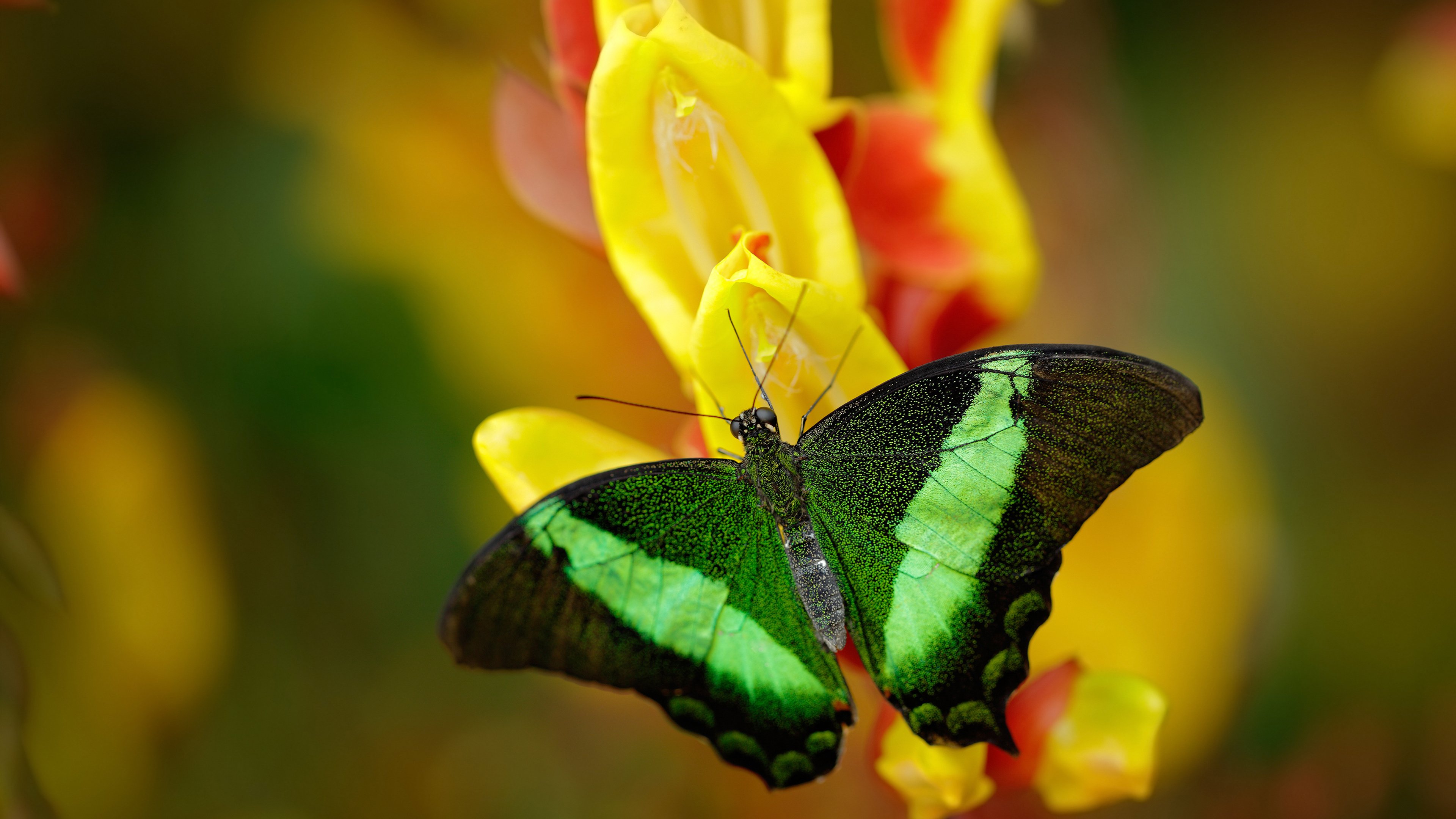 瑞典队未来之路:从青训到职业赛场的跨越式进步,瑞典队出线了吗