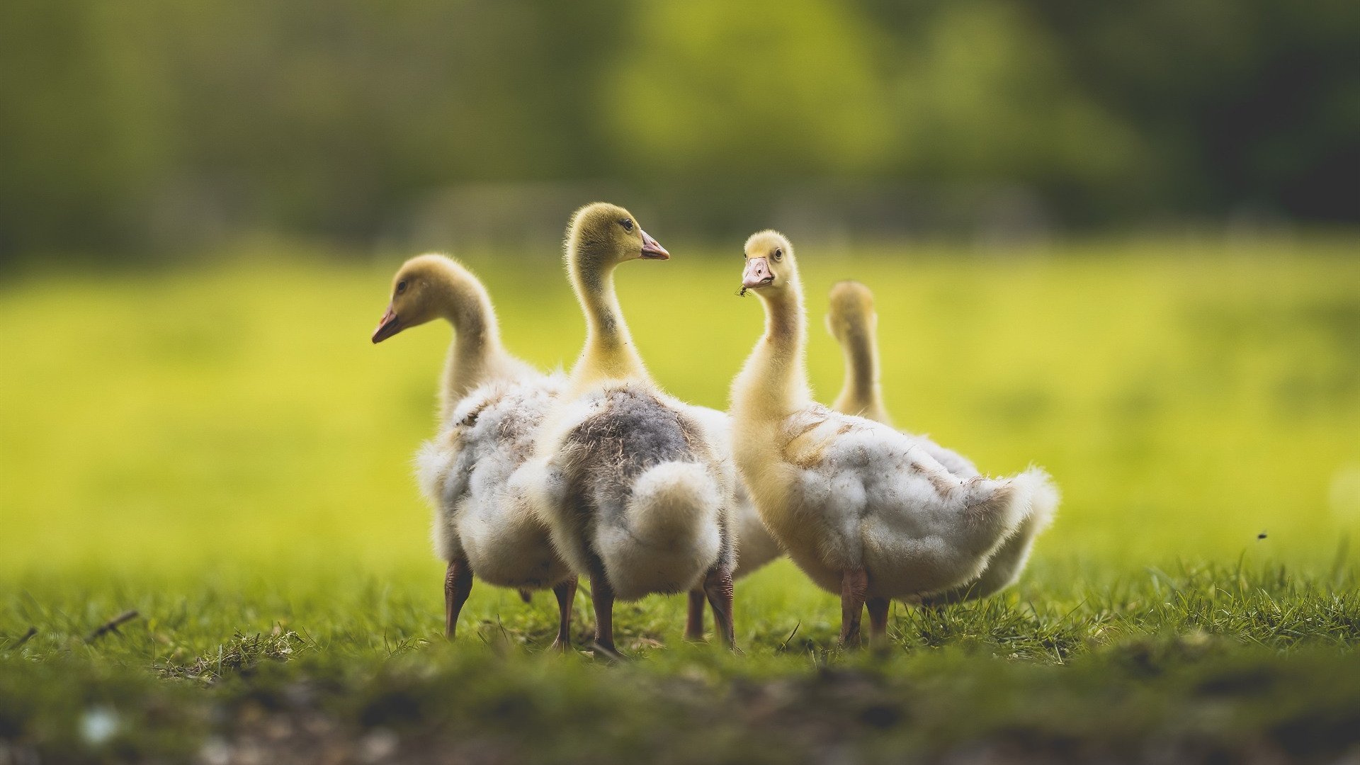 爱游戏娱乐-高压防守下的出手选择是否足够合理，高压防护