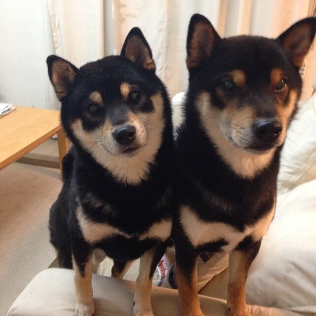 高压防守下的出手选择是否足够合理,高压防护