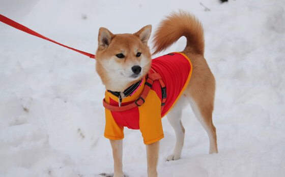 “费尔南多·比亚尔巴的进攻风暴,推动美洲狮队迈向更高目标”