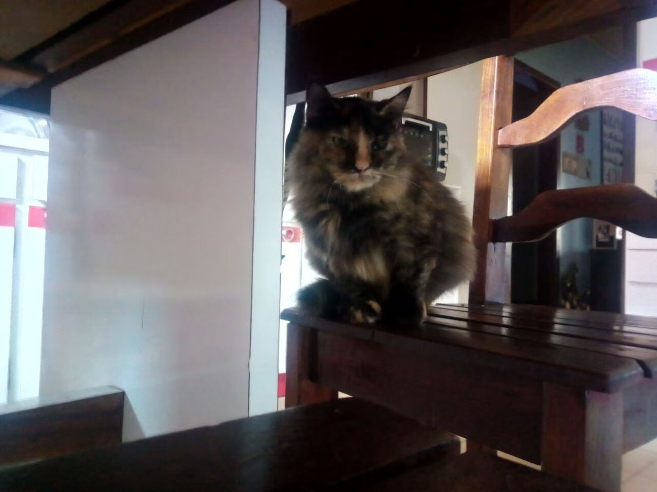 德克斯女子200米蝶泳决赛技术完美无瑕,女子200米蝶泳美国选手