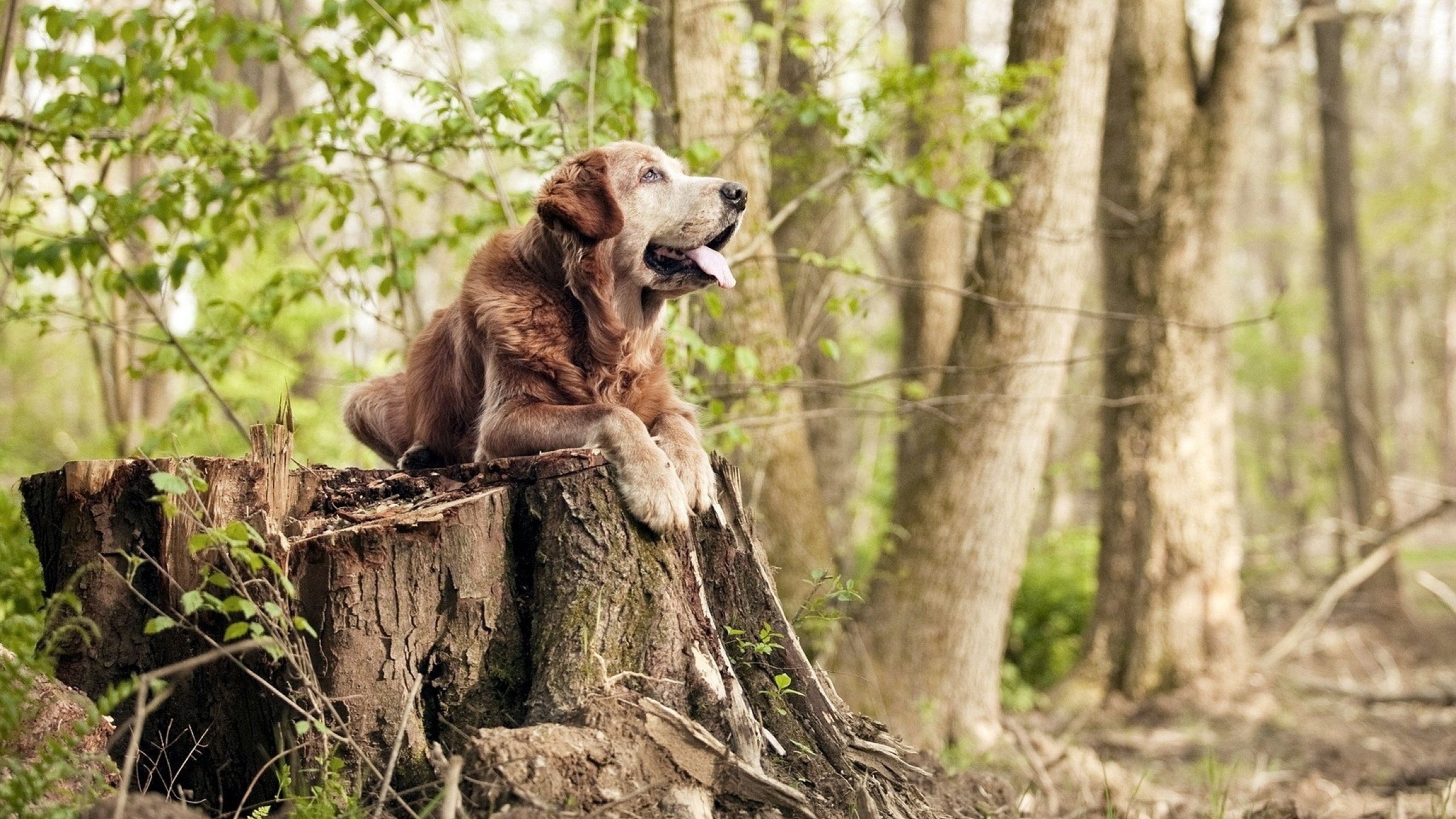 AYX SPORTS-法甲火热对抗：一点点努力换来胜利的喜悦，法甲的强队